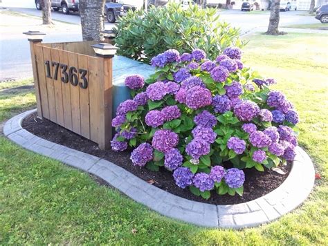 planting around electrical boxes|hiding utility boxes around house.